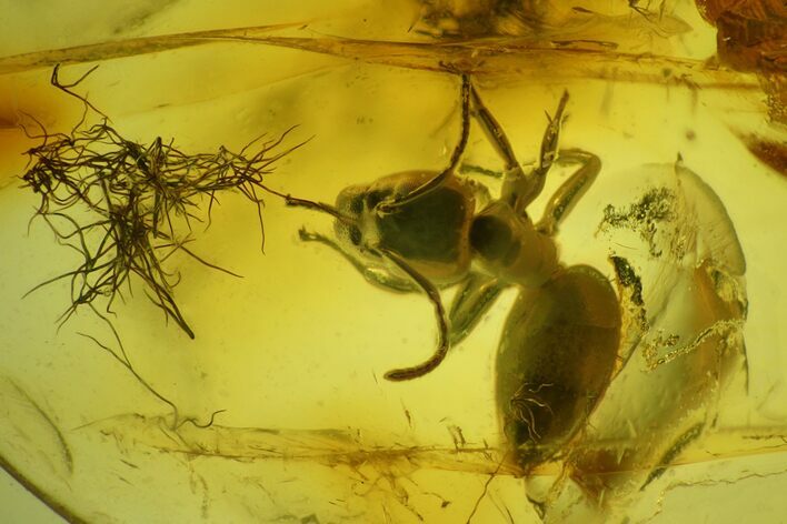 Fossil Ant (Formicidae) & Oak Hair in Baltic Amber #159892